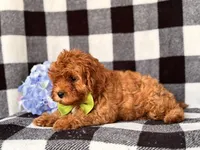Wyatt, a male Cavapoo and Poodle - Toy  for sale in Davenport, FL – 5 of 8