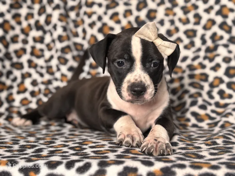 Reba – American Pit Bull Terrier, Cane Corso puppy for sale in Davenport, FL