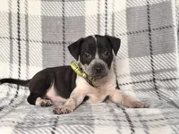 Radio , a male American Pit Bull Terrier and Cane Corso for sale in Davenport, FL – 4 of 10