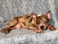 Buster-price reduced , a male French Bulldog and American Pit Bull Terrier for sale in Davenport, FL – 5 of 10