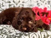 Jewel, a female Cocker Spaniel for sale in Davenport, FL – 3 of 10