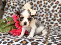 Quinn cookie, a female French Bulldog and Cockapoo for sale in Davenport, FL – 2 of 10