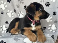 Rocky , a male German Shepherd Dog and Bernese Mountain Dog for sale in Davenport, FL – Photo 10 of 10