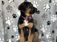 Rocky , a male German Shepherd Dog and Bernese Mountain Dog for sale in Davenport, FL – Photo 2 of 10
