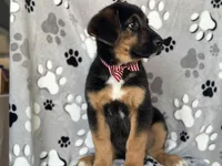 Rocky , a male German Shepherd Dog and Bernese Mountain Dog for sale in Davenport, FL – Photo 7 of 10