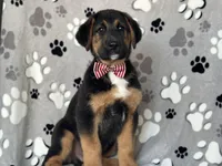 Rocky , a male German Shepherd Dog and Bernese Mountain Dog for sale in Davenport, FL – Photo 6 of 10