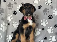 Rocky , a male German Shepherd Dog and Bernese Mountain Dog for sale in Davenport, FL – Photo 4 of 10