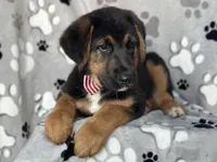 Rocky , a male German Shepherd Dog and Bernese Mountain Dog for sale in Davenport, FL – Photo 1 of 10