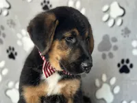 Rocky , a male German Shepherd Dog and Bernese Mountain Dog for sale in Davenport, FL – Photo 3 of 10