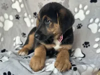 Rocky , a male German Shepherd Dog and Bernese Mountain Dog for sale in Davenport, FL – Photo 5 of 10