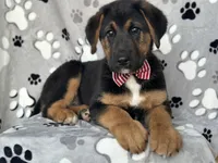 Rocky , a male German Shepherd Dog and Bernese Mountain Dog for sale in Davenport, FL – Photo 8 of 10