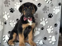 Rocky , a male German Shepherd Dog and Bernese Mountain Dog for sale in Davenport, FL – Photo 9 of 10