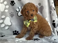 Jameson, a male Cavapoo and Poodle - Miniature  for sale in Davenport, FL – 7 of 7