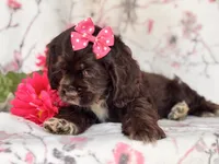 Diamond, a female Cocker Spaniel for sale in Davenport, FL – 5 of 10