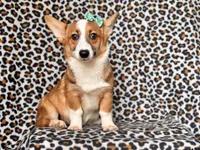 Hope-price reduced , a female Pembroke Welsh Corgi for sale in Davenport, FL – 3 of 9
