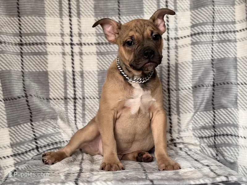 Scout-price reduced  – French Bulldog, American Pit Bull Terrier puppy for sale in Davenport, FL