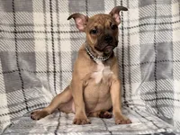Scout-price reduced , a male French Bulldog and American Pit Bull Terrier for sale in Davenport, FL – 1 of 10