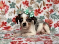 Quinn cookie, a female French Bulldog and Cockapoo for sale in Davenport, FL – 3 of 10