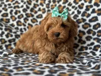 Baby, a female Cockapoo and Poodle - Toy  for sale in Davenport, FL – 7 of 10