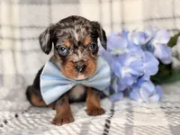 Squirrel, a male French Bulldog and Cockapoo for sale in Davenport, FL – 7 of 10