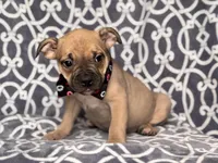 Scout, a male French Bulldog and American Pit Bull Terrier for sale in Davenport, FL – 4 of 8