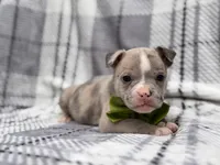 Dagger, a male French Bulldog and American Pit Bull Terrier for sale in Davenport, FL – 6 of 10