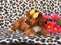 Vanessa , a female Cavapoo and Poodle - Toy  for sale in Davenport, FL – 9 of 10