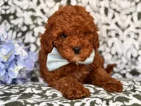 Joe, a male Cavapoo and Poodle - Toy  for sale in Davenport, FL – 8 of 10