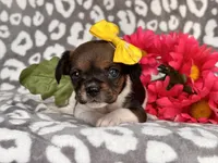 Beauty, a female French Bulldog and Cockapoo for sale in Davenport, FL – 5 of 10