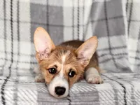 Luke , a male Pembroke Welsh Corgi for sale in Davenport, FL – 10 of 10