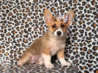 June, a female Pembroke Welsh Corgi for sale in Davenport, FL – 6 of 10