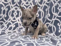 Buster, a male French Bulldog and American Pit Bull Terrier for sale in Davenport, FL – 8 of 10