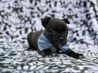 Camo, a male French Bulldog and American Pit Bull Terrier for sale in Davenport, FL – 2 of 10