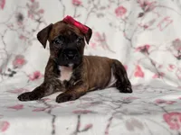 Opossum , a female American Pit Bull Terrier and Cane Corso for sale in Davenport, FL – 1 of 10