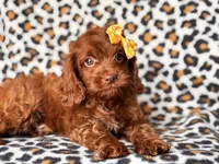Poppy, a female Cavapoo and Poodle - Miniature  for sale in Davenport, FL – 6 of 10