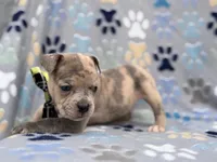 Tigger, a male French Bulldog and American Pit Bull Terrier for sale in Davenport, FL – 1 of 10