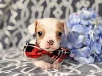 Mouse, a male French Bulldog and Cockapoo for sale in Davenport, FL – 8 of 10