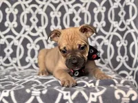 Scout, a male French Bulldog and American Pit Bull Terrier for sale in Davenport, FL – 6 of 8