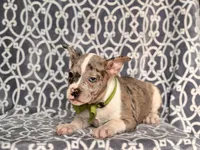 Charlie, a male French Bulldog and American Pit Bull Terrier for sale in Davenport, FL – 5 of 9