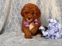 James, a male Cavapoo and Poodle - Toy  for sale in Davenport, FL – 6 of 10