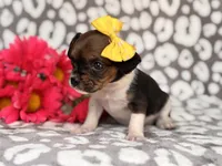 Beauty, a female French Bulldog and Cockapoo for sale in Davenport, FL – 2 of 10