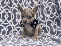 Buster, a male French Bulldog and American Pit Bull Terrier for sale in Davenport, FL – 9 of 10