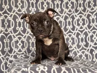 Camo-price reduced, a male French Bulldog and American Pit Bull Terrier for sale in Davenport, FL – 3 of 10