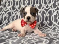 Rodeo , a male American Pit Bull Terrier and Cane Corso for sale in Davenport, FL – 3 of 10