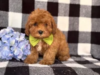 Wyatt, a male Cavapoo and Poodle - Toy  for sale in Davenport, FL – 6 of 8