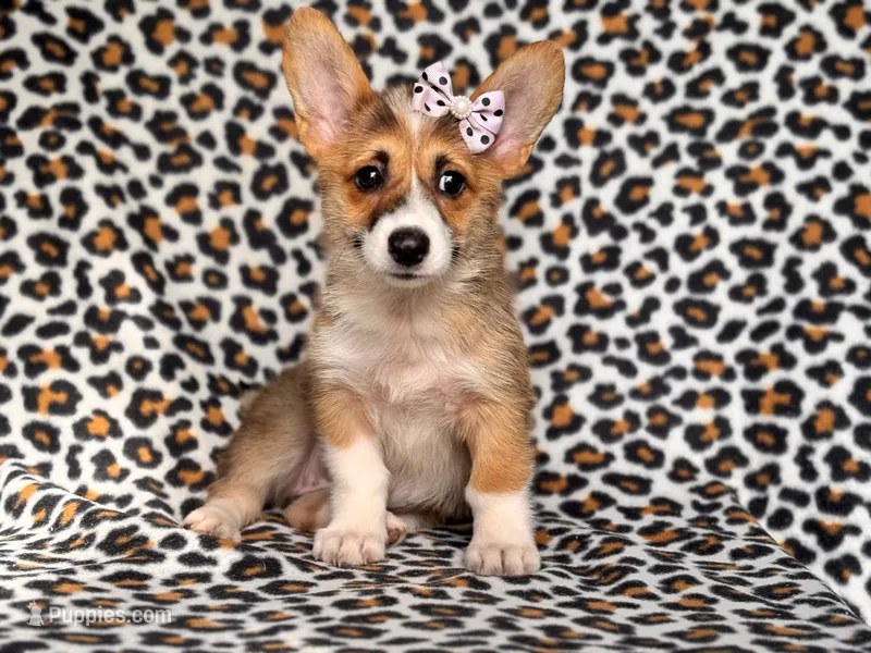 June – Pembroke Welsh Corgi puppy for sale in Davenport, FL