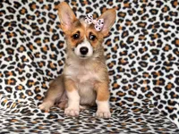 June, a female Pembroke Welsh Corgi for sale in Davenport, FL – 1 of 10
