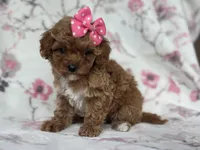 Charlotte , a female Cavapoo and Poodle - Miniature  for sale in Davenport, FL – Photo 4 of 6