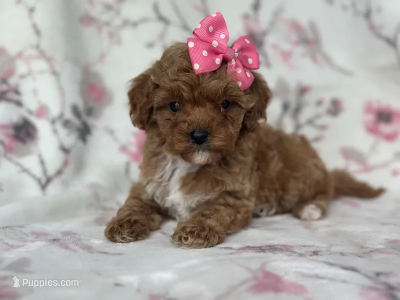 Charlotte  – Cavapoo, Poodle - Miniature  puppy for sale in Davenport, FL