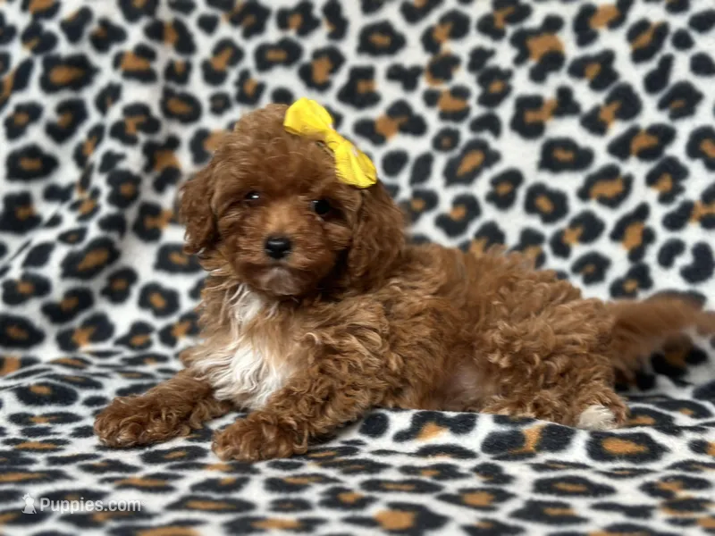 Charlotte  – Cavapoo, Poodle - Miniature  puppy for sale in Davenport, FL